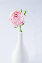 still life collection